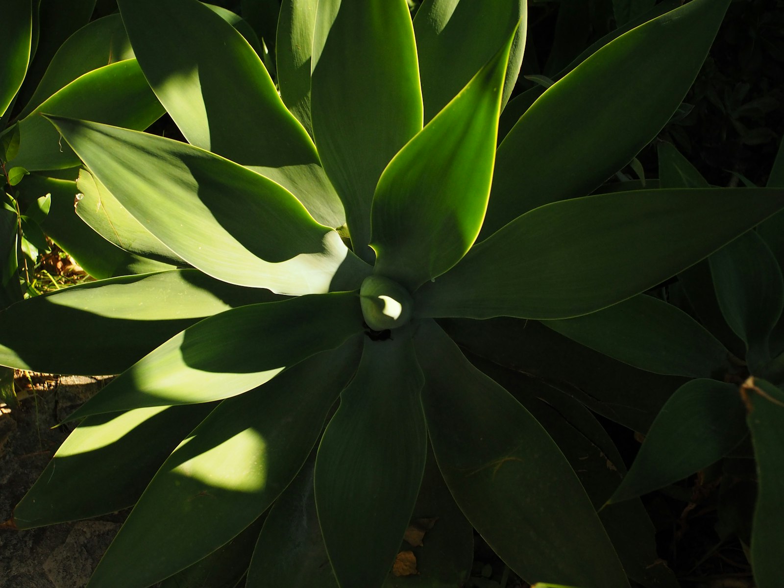 Agave fronds catching afternoon Sonoran sunlight in a low-water yard.