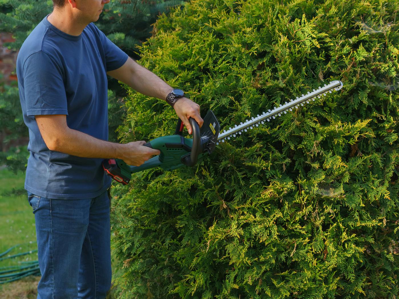 Hedges shaped clean along a residential walkway after a trim.